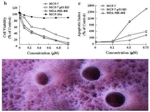 Marine Alkaloid Analogs for Breast Cancer Therapy