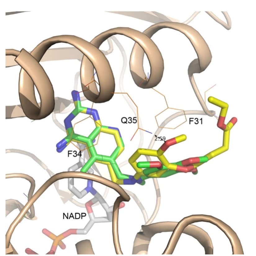 Trypanosoma Cruzi DHFR inhibitors